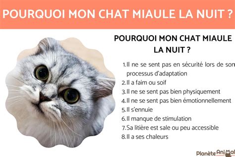 chat qui miaule la nuit solution|Jai un chat qui miaule très souvent la nuit, que dois